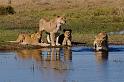 139 Okavango Delta, leeuwen